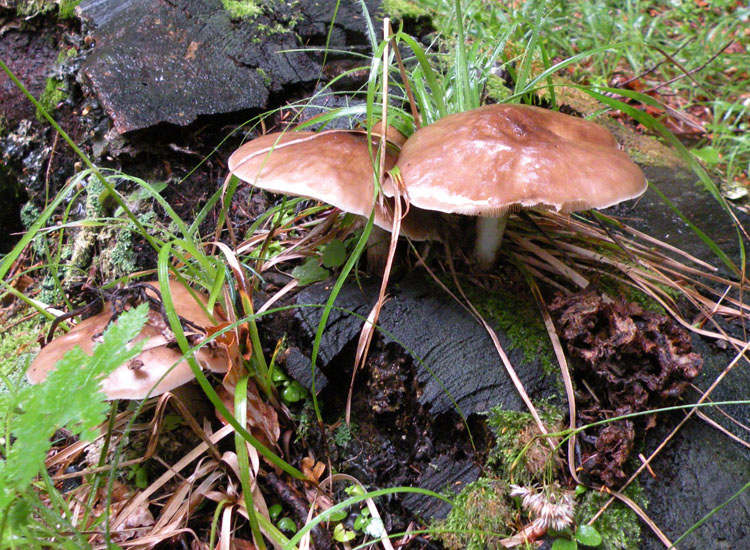 Pluteus cervinus?